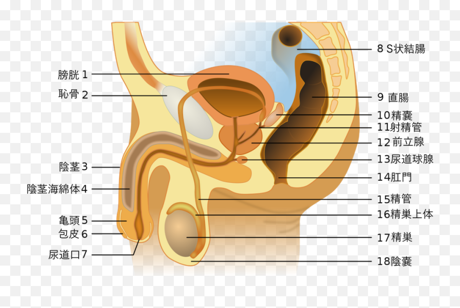 Filemale Anatomy Japanesepng - Wikimedia Commons Monkey Reproductive System Male,Japanese Text Png