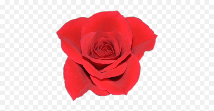 Kordana - Garden Roses Png,Mandy Rose Png