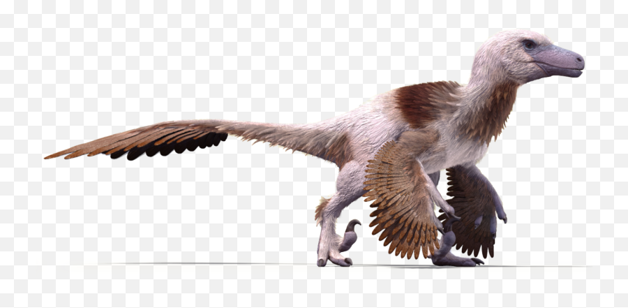 Download Free Raptor Bird Png - Utahraptor Feathers Raptor Dinosaur With Wings,Feathers Transparent
