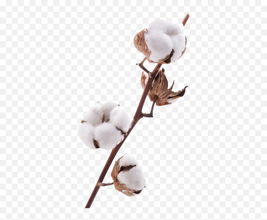 Organic Cotton Png Transparent Images - Transparent Cotton Flower Png,Cotton Png