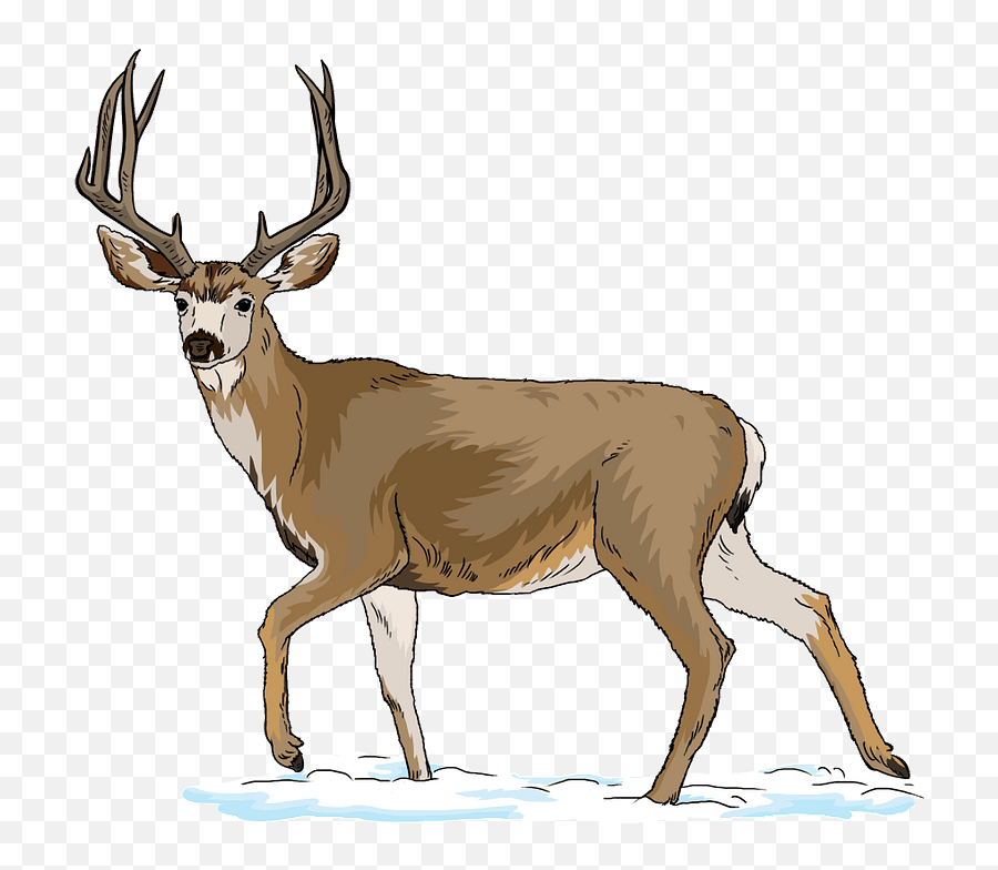 Deer - Label A Deer Png,Deer Transparent