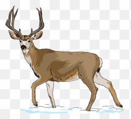 Deer - Label A png