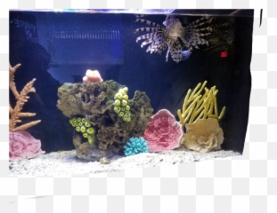 Aquarium Png - Aquarium,Aquarium Png