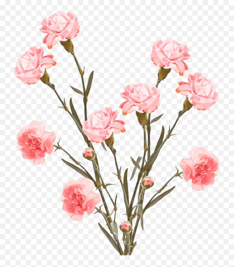 Cheap Pink Spray Carnation Flowers - Floral Png,Carnation Png