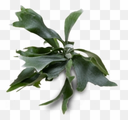 Staghorn Fern - Ferns png