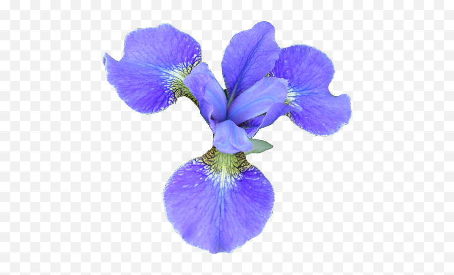 Iris Flower Png Transparent Image - Iris Flower Image Transparent Png,Iris Flower Png