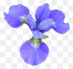 Iris Flower Png Transparent Image