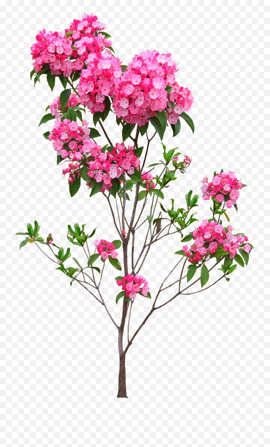 Plant Flower Png - Indoor Flower Plant Png,Png Flowers