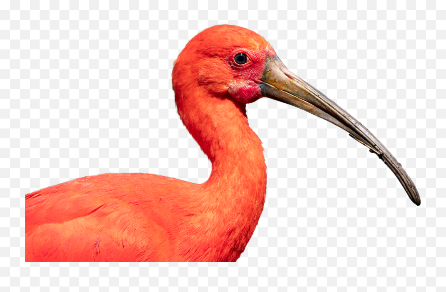 Download Scarlet Ibis Bird Nature Crane Beak - Scarlet Ibis Transparent Background Png,Crane Bird Png