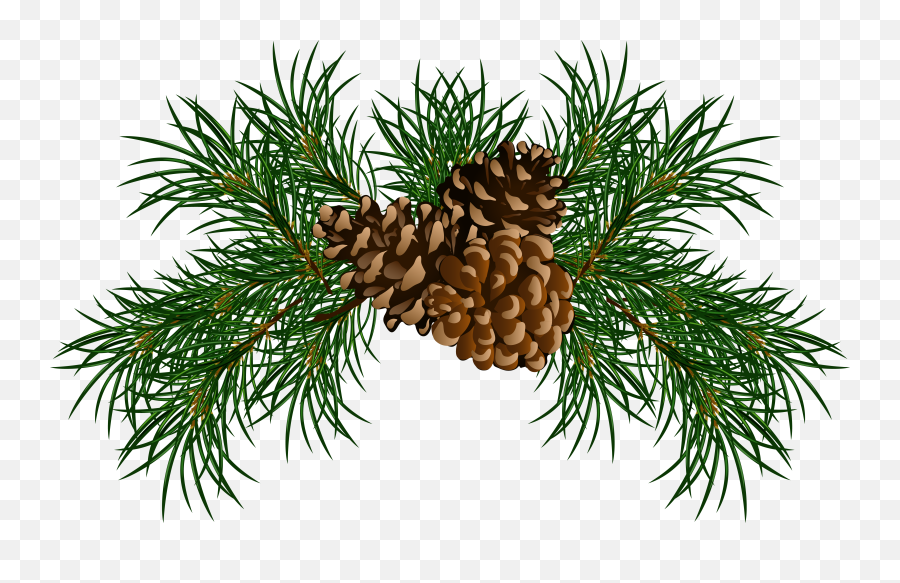 Pine Cone Png - Pine Needle Clip Art,Pine Branch Png