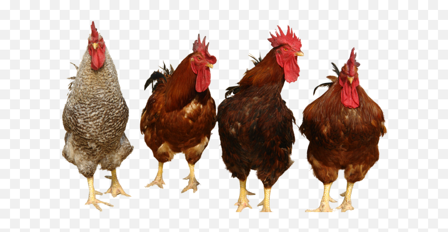 Download Chicken Png 4 - Transparent Background Chickens Png,Chicken Png