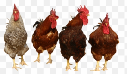 Download Chicken Png 4 - Transparent Background Chickens