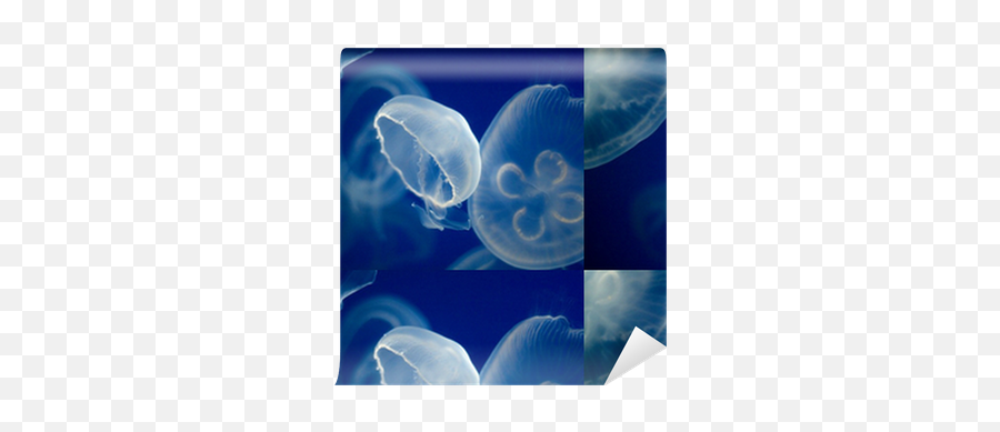 Beautiful White And Transparent Jellyfish Wallpaper U2022 Pixers We Live To Change - Cnidaria Png,Transparent Jellyfish
