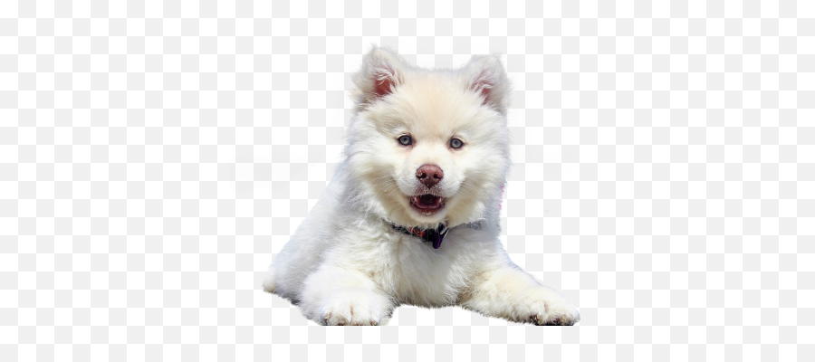 Png Images Pngs Icons Clipart Icon Transparent - Pomsky Dog,Pomeranian Icon