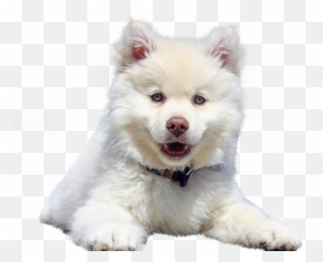 Png Images Pngs Icons Clipart Icon Transparent - Pomsky Dog