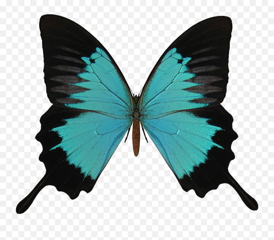 Butterfly Png Image Free Picture Download - Black And Grey Butterfly,Blue Butterflies Png