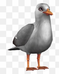 Download Dapper Seagull - Star Stable Full Size Png Image Laughing Gull,Seagull Png