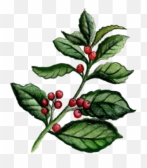 Contact U2013 Kove Hard Yerba Mate - American Holly Png,Holly Icon