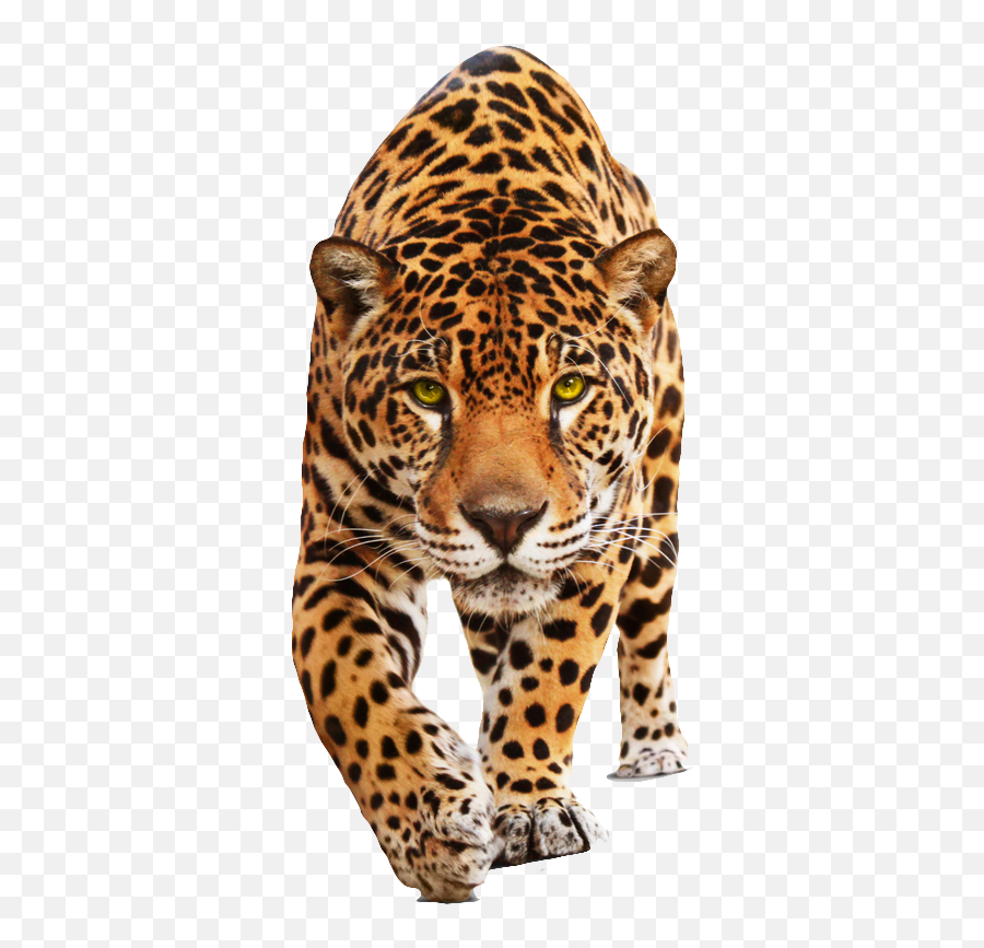 Jaguar Png Hd - Animals Png,Jaguar Png