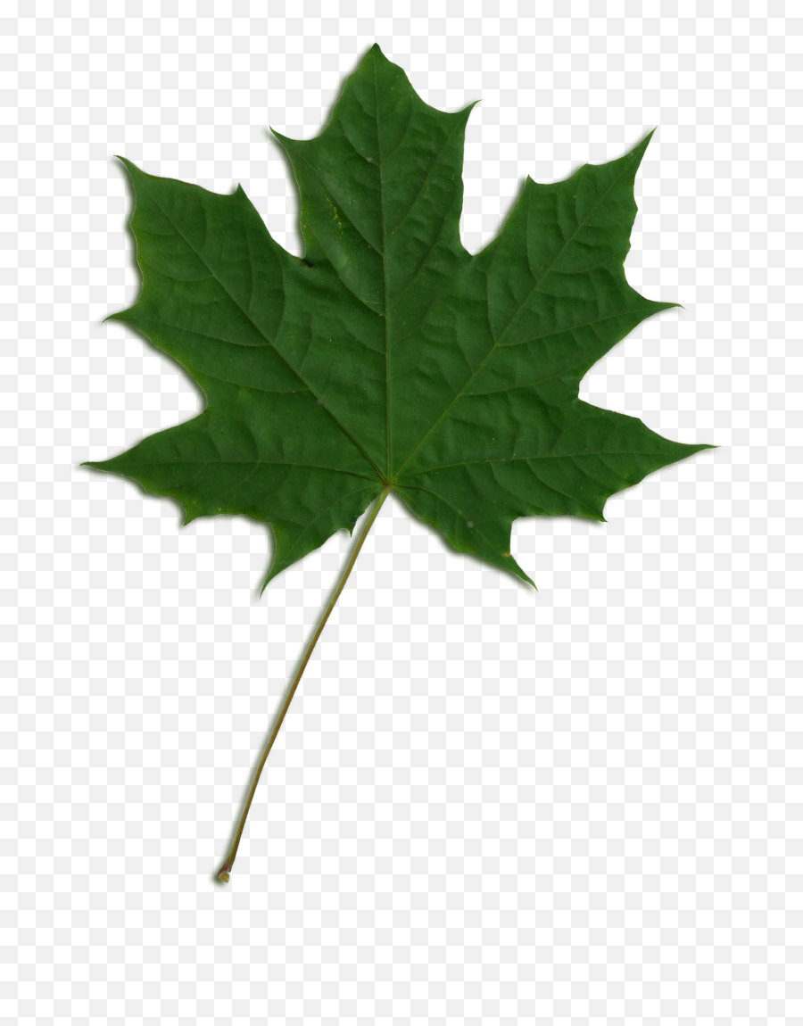 Fileacer Scanned Leafpng - Wikimedia Commons Maple Leaf Png Green,Maple Leaf Png