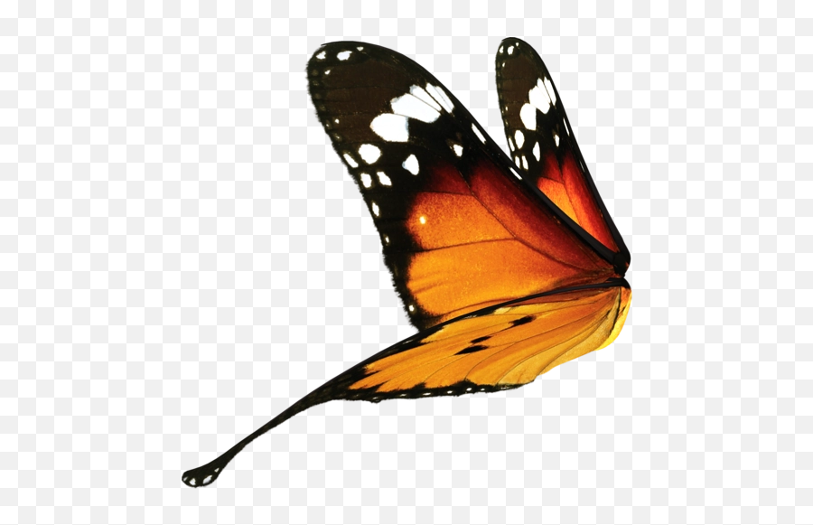 Butterfly Wing Png 2 Image - Real Butterfly Wings Png,Butterfly Wing Png