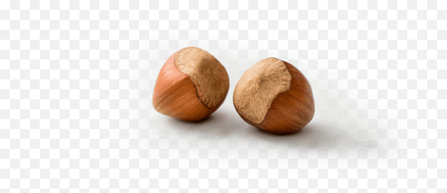 Why Choose Hazelnuts - Mexican Pinyon Png,Hazelnut Png