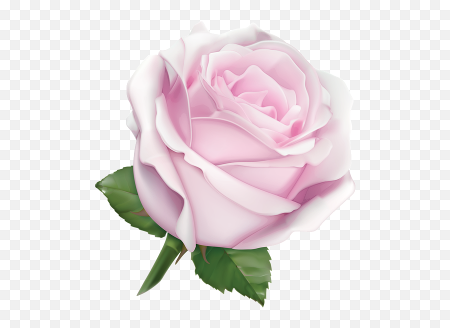 Pink Rose Clipart Large - Rose Gold Ribbon Png 556x600 Soft Pink Pink Rose,Gold Ribbon Png