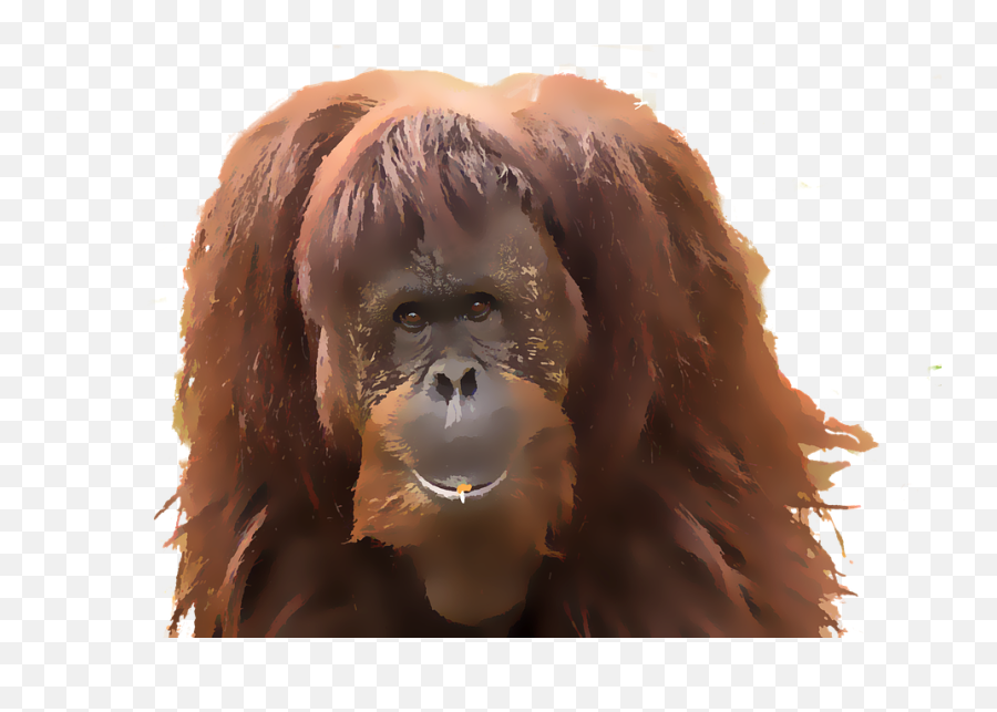 Monkey Orangutan Watercolor - Watercolor Orangutan Png,Orangutan Png