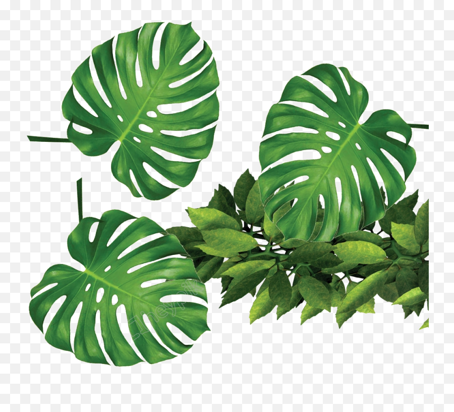 Download Free Png Foliage - Transparent Background Tropical Plants Png,Foliage Png