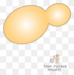 Yeast Png And Vectors For Free Download - Dlpngcom Past Tense,Yeast Png