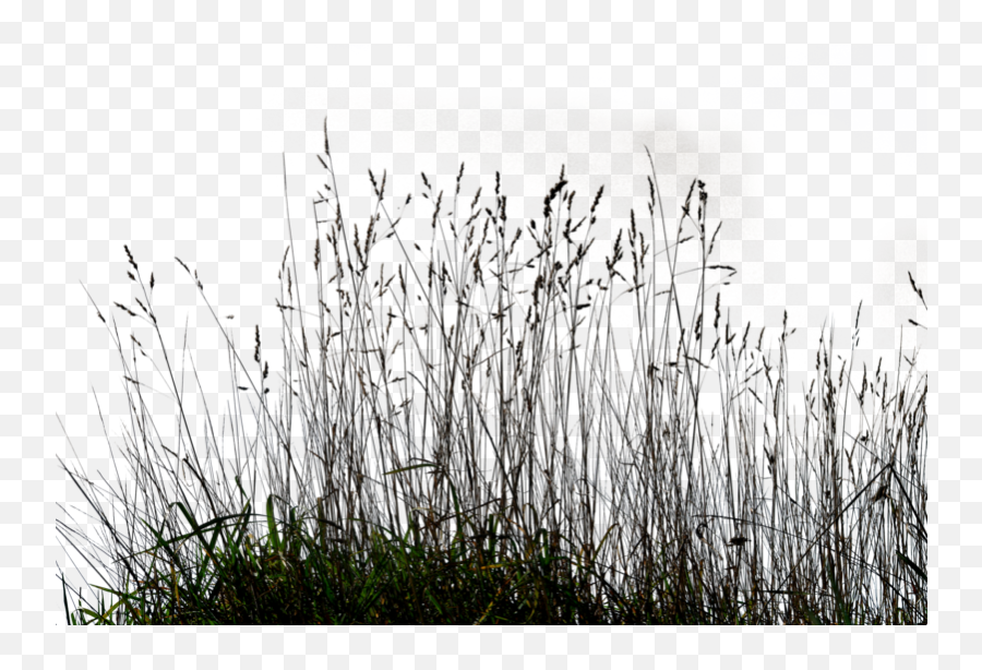 Tall Grass Png 1 Image - Tall Grass Silhouette Png,Tall Grass Png