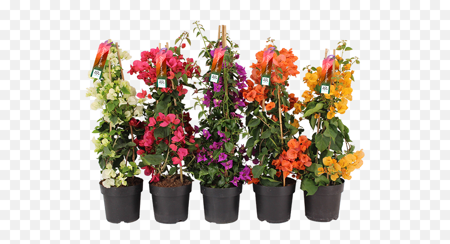 Bougainvillea - Altanova Flowerpot Png,Bougainvillea Png