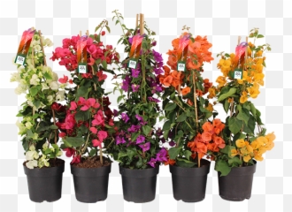 Bougainvillea - Altanova Flowerpot Png,Bougainvillea Png