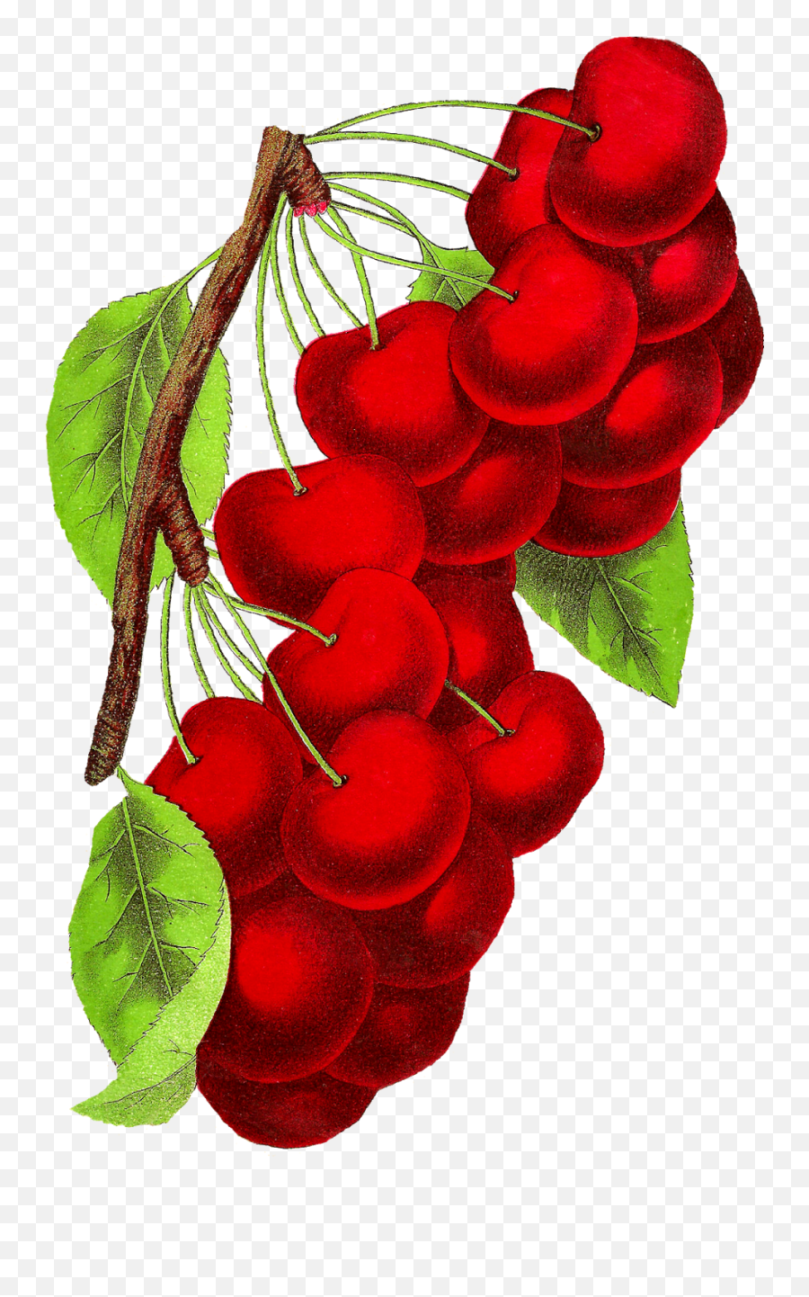 Vintage Cherry Clipart Download - Botanical Art Of Fruit Png,Botanical Png