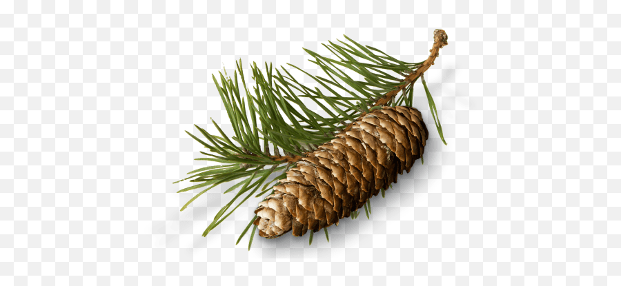 Pine Needles Cone And - Conifer Cone Full Conifer Cone Png,Pine Cone Png