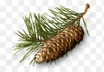 Pine Needles Cone And - Conifer Cone Full Conifer Cone Png,Pine Cone Png