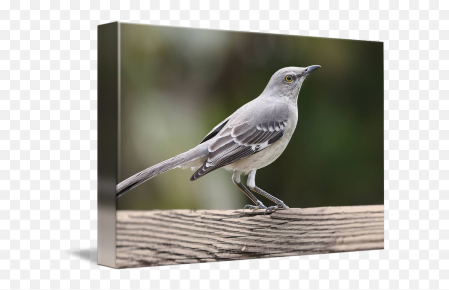 Northern Mockingbird By Daniel Kaufman - Northern Mockingbird Png,Mockingbird Png