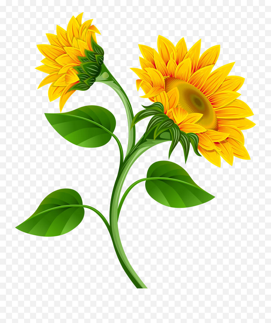 Free Sunflower Background Cliparts Download Clip Art - Transparent Background Sunflower Transparent Png,Sunflower Transparent Background