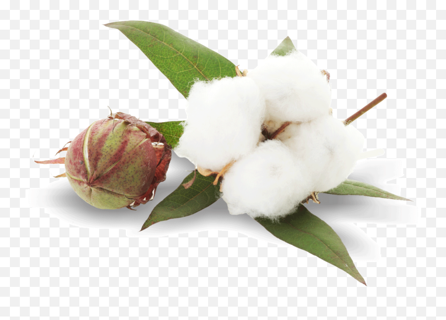 Cotton Png Images Free Download - Transparent Cotton Png,Cotton Png
