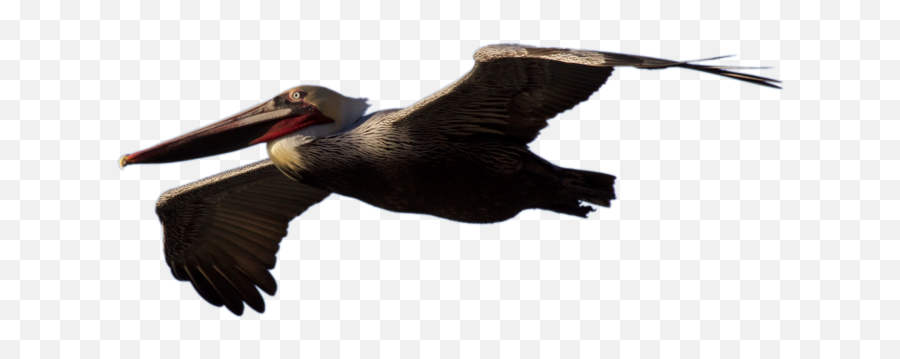 Download Pelican Image Free Hq Png - Brown Pelican Png,Fly Png