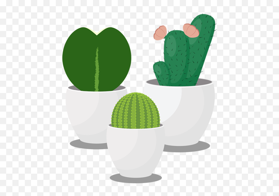 Trio Of Succulents By Anthey Chan - Hedgehog Cactus Png,Cute Cactus Png