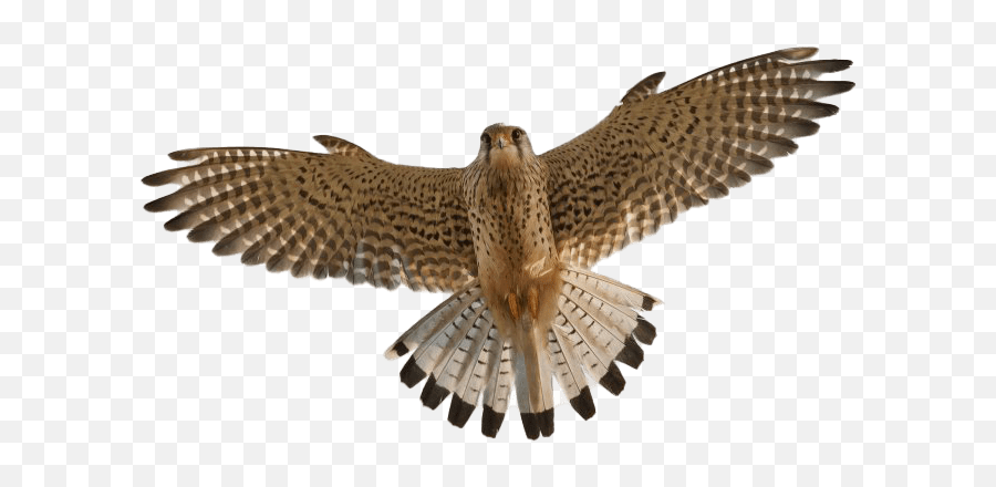 Transparent Flying Falcon Wallpaper - Peregrine Falcon Png,Falcon Transparent
