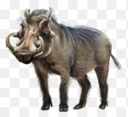 Download Free Png Somali Warthog - Warthog Track,Warthog Png