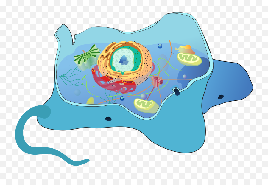 Do Animal Cells Have A Cilia - Draw A Levelled Diagram Of Eukaryotic Nucleus Png,Cells Png