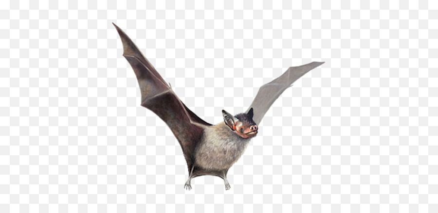 Real Bat Png Image Transparent - Bumblebee Bat,Bats Png