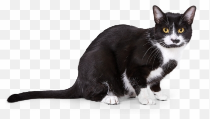 Cat Insurance Plans From Pumpkin - Domestic png