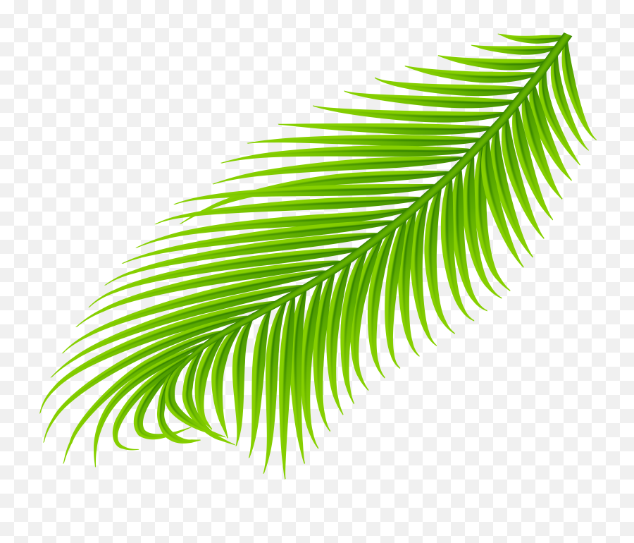 Coconut Tree Leaf Png Images Collection For Free Download Palm Leaves