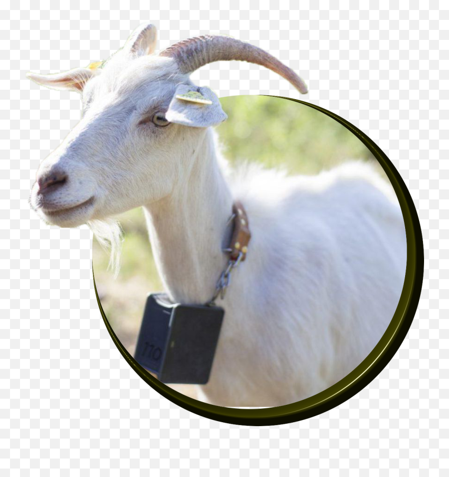Goats - Goat Animal Png,Goats Png
