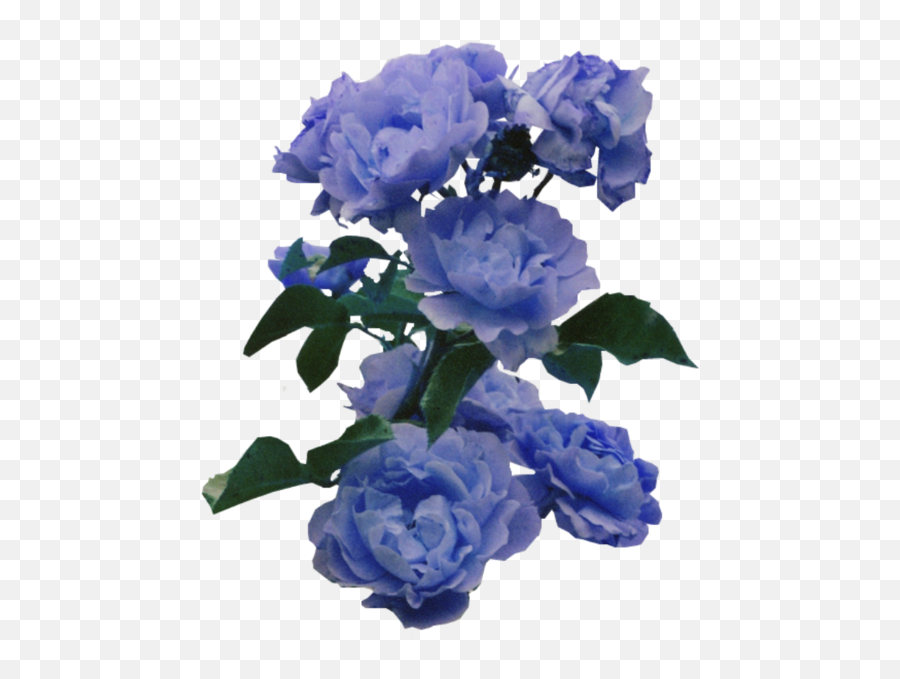 Blue Flowers Png Tumblr 3 Image - Periwinkle Rose,Blue Flowers Png