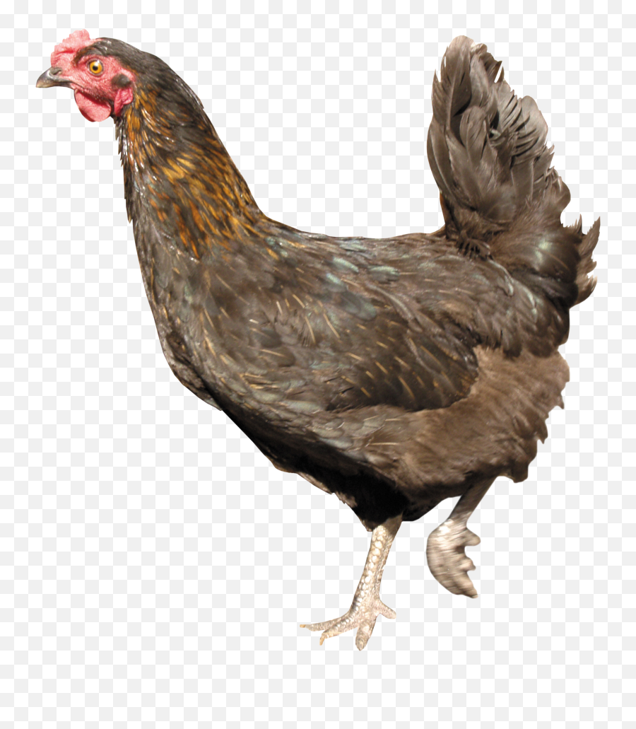 Chicken Png Icon - Chicken With Clear Background,Chicken Png